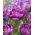 Tulipan Blue Spectacle - GIGA paczka! - 250 szt.