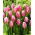 Tulipan Bojangles - 5 szt.