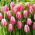 Tulipan Bojangles - 5 szt.
