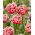 Tulipan Brest - 5 szt.