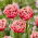 Tulipan Brest - 5 szt.