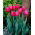 Tulipan Carola - 5 szt.
