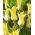 Tulipan Florijn Chic - 5 szt.