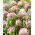 Tulipan Ice Tea - 5 szt.