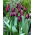 Tulipan Ronaldo - 5 szt.