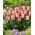 Tulipan Yasmine - 5 szt.
