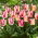 Tulipan Yasmine - 5 szt.