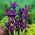 Irys Purple Gem - GIGA paczka! - 500 szt.