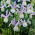 Irys holenderski Silvery Beauty - GIGA paczka! - 500 szt.