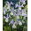 Irys holenderski Silvery Beauty - GIGA paczka! - 500 szt.