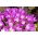 Zimowit - Violet Queen - GIGA paczka! - 50 szt.