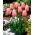 Tulipan Menton - 5 cebulek