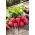 Rzodkiewka Carmen - karminowa - 100 gram - 8500 nasion