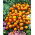 Aksamitka Orange Flame - rozpierzchła - 1 kg