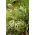 Karczoch Green Globe - 23 nasion