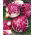 Cykoria sałatowa radicchio Palla Rossa 3 - 360 nasion
