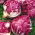 Cykoria sałatowa radicchio Palla Rossa 3 - 360 nasion