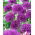 Czosnek ozdobny Purple Sensation - 3 cebulki
