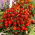 Aksamitka Red Cherry - rozpierzchła