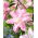 Lilia - Lotus Breeze - orientalna, pełna - duża paczka! - 10 szt.