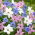 Ipheion - Ifejon - mix - GIGA paczka! - 500 szt.