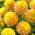 Dalia - Bocherell