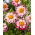 Dalia - Bumble Rumble - GIGA paczka! - 50 szt.