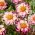 Dalia - Bumble Rumble - GIGA paczka! - 50 szt.