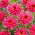 Dalia - Cherry Cake - GIGA paczka! - 50 szt.