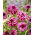 Dalia - Cranberry Classic - GIGA paczka! - 50 szt.