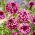 Dalia - Cranberry Classic
