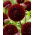 Dalia - Dark Spirit - pomponowa - GIGA paczka! - 50 szt.