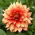 Dalia - Dazzling Magic