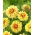 Dalia - Dazzling Sun - GIGA paczka! - 50 szt.