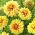 Dalia - Dazzling Sun - GIGA paczka! - 50 szt.