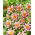 Dalia - Fashion Monger - GIGA paczka! - 50 szt.