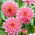 Dalia - Gerrie Hoek