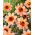 Dalia - HS First Love - GIGA paczka! - 50 szt.