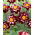 Dalia - Joyful Investment - GIGA paczka! - 50 szt.