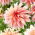 Dalia - Labyrinth - GIGA paczka! - 50 szt.