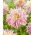 Dalia - Labyrinth Twotone - GIGA paczka! - 50 szt.
