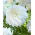 Dalia - Lady Liberty - GIGA paczka! - 50 szt.