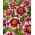 Dalia - Liquid Desire - GIGA paczka! - 50 szt.