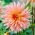 Dalia - Preference - GIGA paczka! - 50 szt.