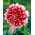 Dalia - Red and White Fubuki