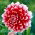 Dalia - Red and White Fubuki