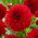 Dalia - Red Fubuki