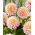 Dalia - Sheer Heaven - GIGA paczka! - 50 szt.