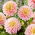 Dalia - Sheer Heaven - GIGA paczka! - 50 szt.