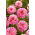 Dalia - Tropical - GIGA paczka! - 50 szt.